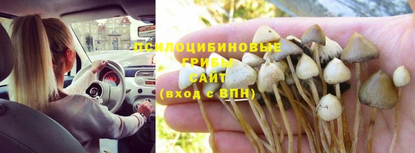 индика Богданович